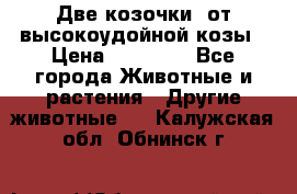 Две козочки  от высокоудойной козы › Цена ­ 20 000 - Все города Животные и растения » Другие животные   . Калужская обл.,Обнинск г.
